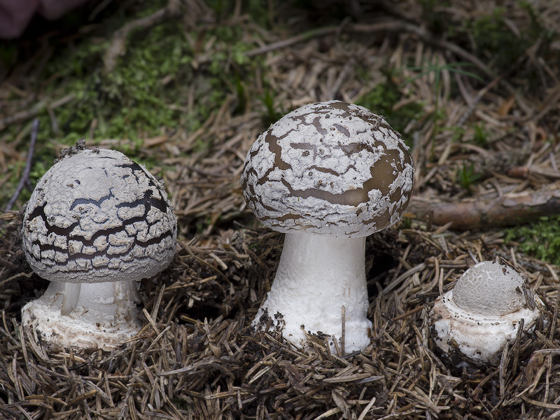 Amanita spissa